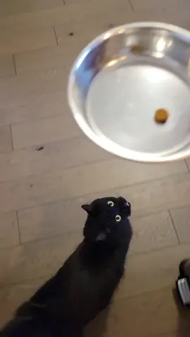Annoying my cat for your viewing pleasure #catsoftiktok #blackcats #cats #adoptdontshop #funnycats #beanoboyo #beano #fyp #foryoupage