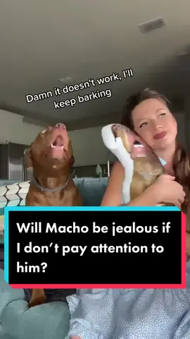 Personalized gifts from @yescustom Chceck my bio and use 20% off code: KAJA_MACHO795 #dogsofttiktok #dogs #fyp #foryou #jealous