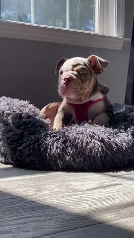 So ungrateful 😂 #englishbulldogs #pupsoftiktok #amazon #HowIBathAndBodyWorks