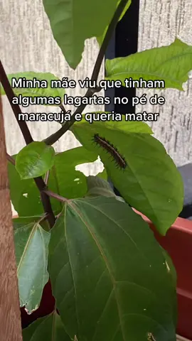acompanhem minhas filhas! #borboleta #casulo #paideborboleta #natureza #vegano