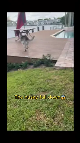 The husky fall down into the ocean?????😱😱😱#husky #viral #huskylife #fyp #fouyou #pet #dog #fypシ
