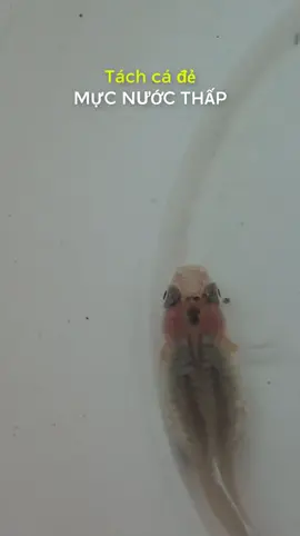 tách cá đẻ mực nươc thấp và cai kết,#langtu