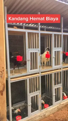 Refrensi kandang ayam hemat biaya menggunakan bahan besi hollo, semoga bisa membantu dan bermanfaat✅