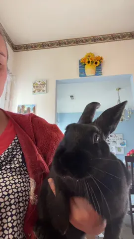 Banana peels for breakfast. Breakfast with my mommy ♥️#bunny #cuteness #cutepet #banana