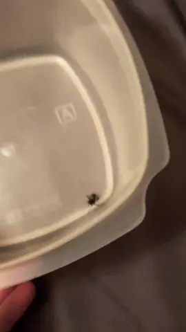 Karma got an upgrade #foryoupage #foryou #fyp #blackwidow #pet #spider #cool