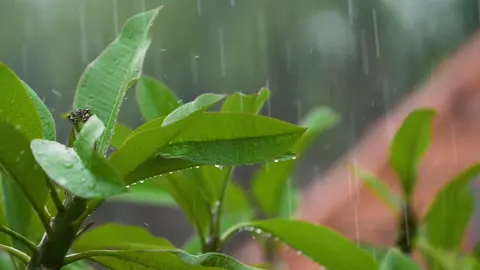 Close up shot rain falling in leaves 4K #rain #fyp #relaxingvideos #slowmotion #superslowmo #nature