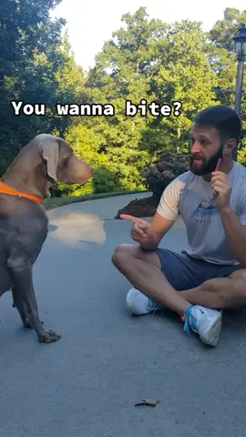You wanna bite?😋#rhinotheweimaraner ##Foodie#beefstick #share #goodboy #weimaranersoftiktok #weimaraner #foryou