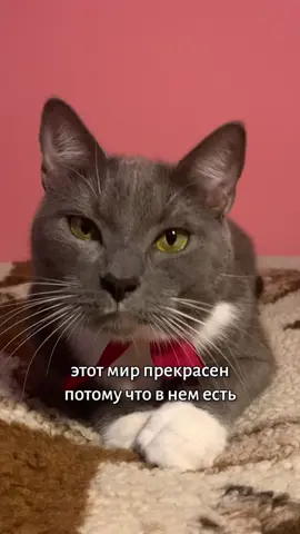 Это про тебя 😺