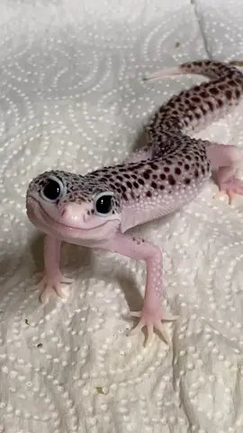 A small love story of two gecks 😌 This sound is so cute lol! 🦎 Which gecko is cuter? 👀 #enzo #echo #geckos #reptiles