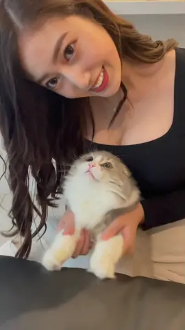 無理矢理やらされてます🙄（🐈）　　　  #猫のいる生活   @rei_scottish