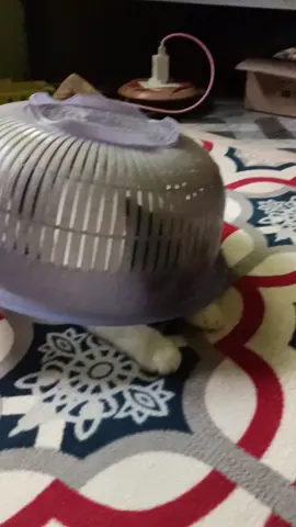 nyaaa~~~#neko #kawaii