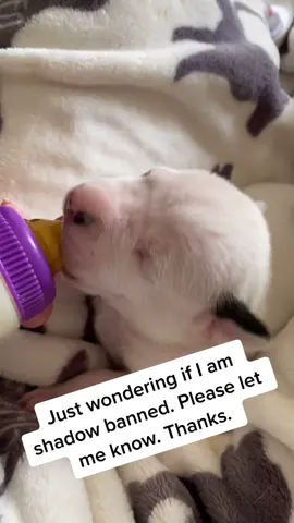Am I shadow banned? #fyp #fouryourpage #dog #puppie #123PandoraME #halloweendecor #TakeTheDayOffChallenge #BenefitOfBrows #bestfriend #mystory #floridadogoguy #dogosdelmundo