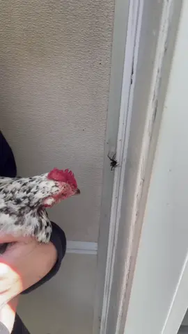 This chicken loves eating spiders.