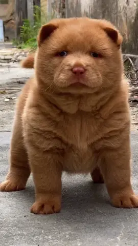 Tui nuôi một con chó để trông nhà. Nhưng bây giờ tui trông cả nó và trông cả nhà 😃😃😃 #chó #dog #thucung #yeuchoco #hoiyeucho #cậuvàng #xuhuong