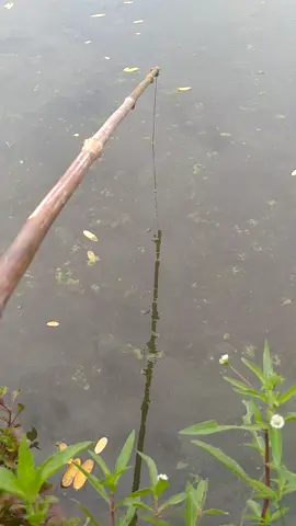 Câu đã đời không dám bắt..😂 Câu Cua 🦀🦀