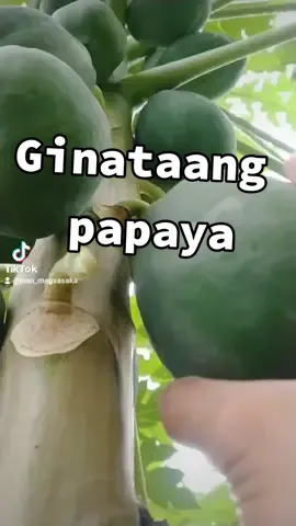 Spicy Ginataang Papaya! simpleng lutuin d2 sa aming probinsya😋 #ginataangpapaya #papaya #pinoyrecipe #lutonggulay #buhayprobinsya #masustansya #fyp