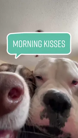 Morning cuddles 🥰 #cutedogs #boop #boopthesnoot #dogkisses