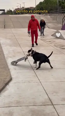perrito vs patineta quien ganará?#skateplaces #vansmx #tiktokskate #cdmx #happydog #skatergirl