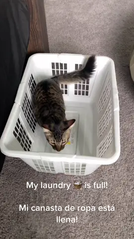 #TakeTheDayOffChallenge #123PandoraME #SoFiMoneyMoves #gato #cat #catsoftiktok #gatostiktok #laundry #sunday #domingo #restock #organize #Home #hogar