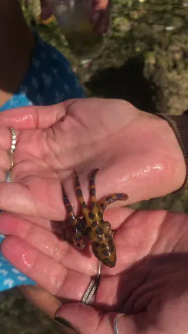 #blueringoctopus #help #SoFiMoneyMoves #123PandoraME #TakeTheDayOffChallenge #fyp