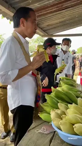 Bapak presiden Jokowi beli jagung seru ya kayaknya makan jagung bareng pak presiden Jokowi, salut the best 👍👍 bukamaen presiden ku🥰🥰