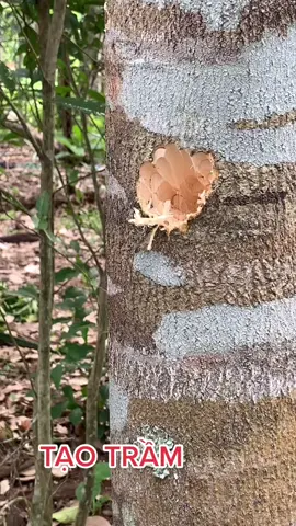 Búa sinh Trầm Hương #trảinghiệmtrầm #trầmhương #agarwood