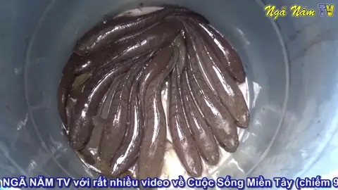 Cá lóc nướng trui đậm chất Miền Tây 🐟🌾🦐🎣😋 #batca #fish #fishing #fishingvideos #mientay #nganamtv #caloc #calocnuongtrui #monngon #amthuc #annhau