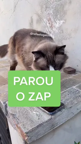 #gatos #gatostiktok #gatosengraçados #cat #miau