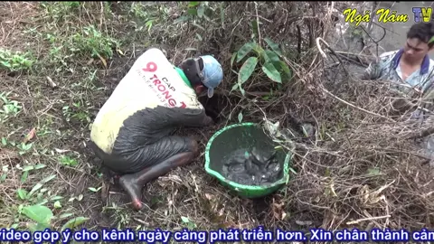Bắt cá mà gặp cái hang đầy cá thế này thì bỏ ăn luôn 😊👍 #batca #mientay #nganamtv #fishing #fish #fishingvideos #xuhuong #xuhuongtiktok #fyp #fypシ