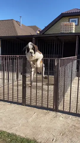 Как бы дом всегда под охраной 🤣🤣#сенбернар #сенбернарбрэм #stbernard