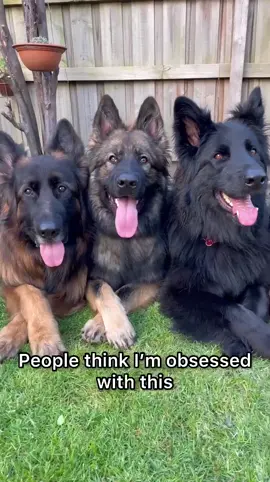 Obsessed #fyp #dogsofttiktok #viral #foryou #germanshepherds