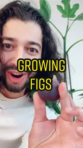 Grow some figs! 🤩🌱 #fig #plants #planttips #garden #gardening #fruit #plantsoftiktok #plantbased #howto #DIY #PlantTok #CookingHacks #planttiktok