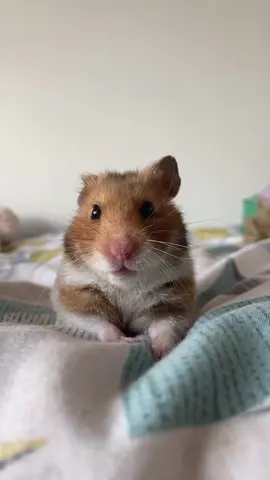nom #nalathehammyy #hamster #cute #syrianhamster