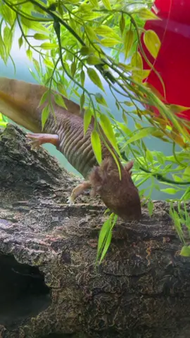 Toph is regrowing her arm and I wanted to show you guys. #axolotl #axolotls #fishtok