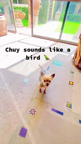 #bestfriend #imobsessed #bird #dogsofttiktok #cute #bark #noise #yorkie #newbraunfelstexas #sanantonio #austin #baby #puppy #caneditiktok #fluf
