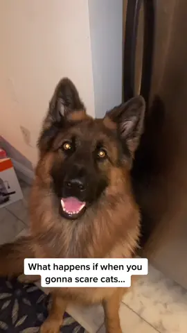 #fyp #cat #dog #germanshepherd #dogofticktok