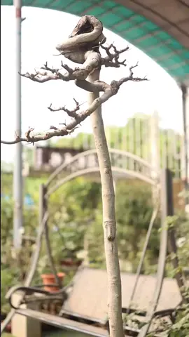 Bonsai dáng tông cao thật sự rất khó để tạo tác #lingnanbonsai #bonsai #câycảnh #TikTokFashUP
