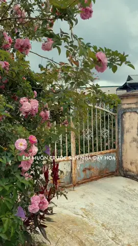 Rồi mai này ta già đi, Em muốn trước sân nhà đầy hoa…Anh nói em còn bên anh, thì anh sao cũng được #dalatcungyang #dalat