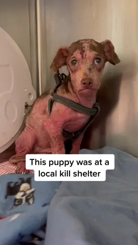 Wait for the transformation❤️ #skysanctuary #rescue #rescuedog #animals #animalrescue #specialneedsdog