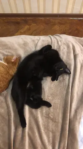 Котики- прогнозируют солнечные деньки,когда вот так валяются лапками к верху😜#котики #прокотов #коткосмос❤️ #милыекотик #забавныеживотные