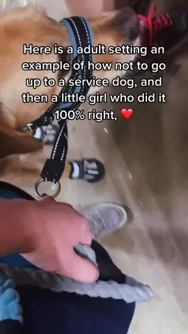A GREAT EXAMPLE OF A BAD WAY AND A GOOD WAY to go up to a service dog, happening within seconds of eachother.  #servicedog #fyp #dog #disabled #dogs