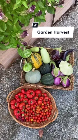 Join me for a garden harvest 🥰 I apologize if I mispronounce some of the names, I try my best! #gardenharvest #growyourownfood #foodforest
