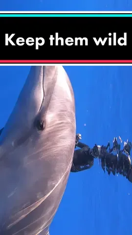 Answer to @jrr21__ #wildandfree 💙 say no to #dolphin parks! #SoundcoreGoForGold