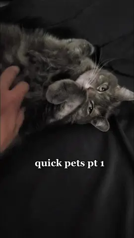 #catsoftiktok #kitty #cute #pets