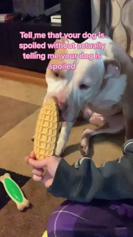 Holding chew toys is the job of peasants not princesses #princessannabelle #spoiledpibble #spoiled #tellmeyourdogisspoiledchallenge