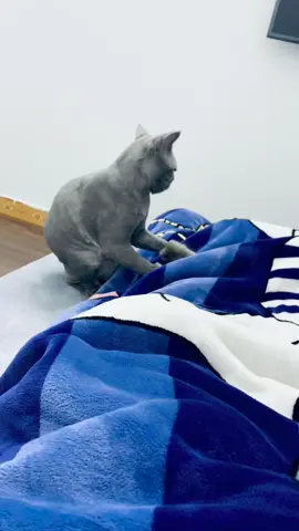 Pet nhà iêm.😎#xuhuong #meow #pet #thúcưng