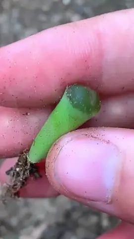 Do you also grow such plants?#gardening #plant #plants