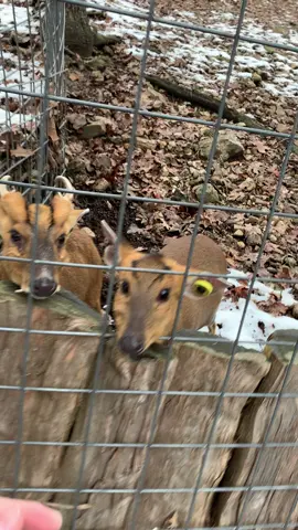 #Muntjacdeer #vampiredeer #barkingdeli