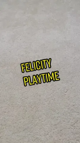 Sweet baby Felicity’s speed is so precious! #fosterkittensoftiktok #kittykathavenandrescue #kitten #kittenplaytime #cattok