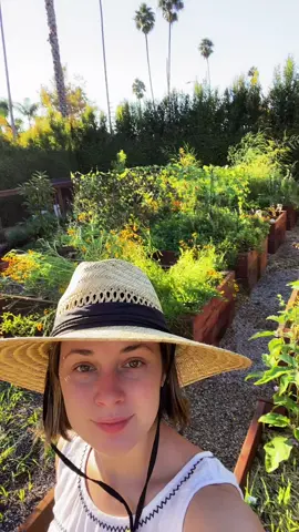 early fall garden check in #gardentok
